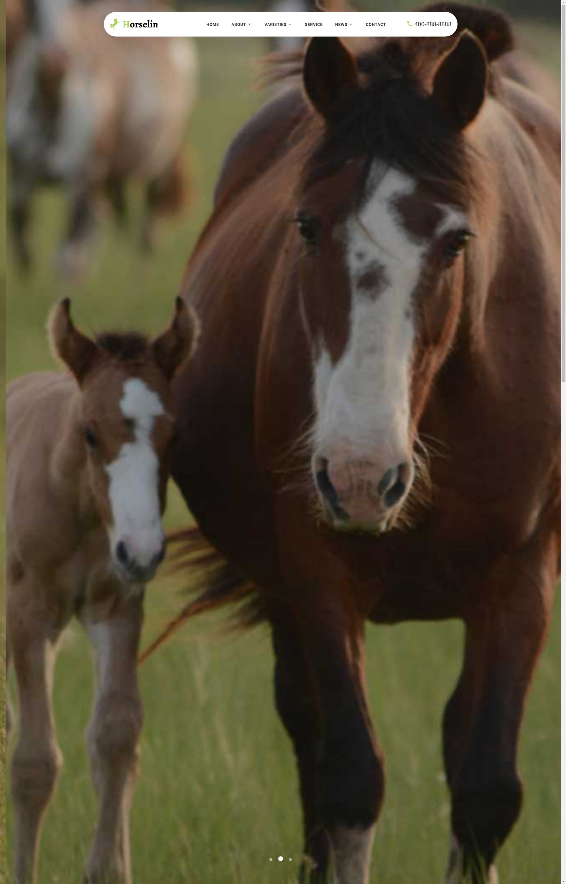 (自适应手机端)养马场畜牧业英文 马匹饲养养殖场